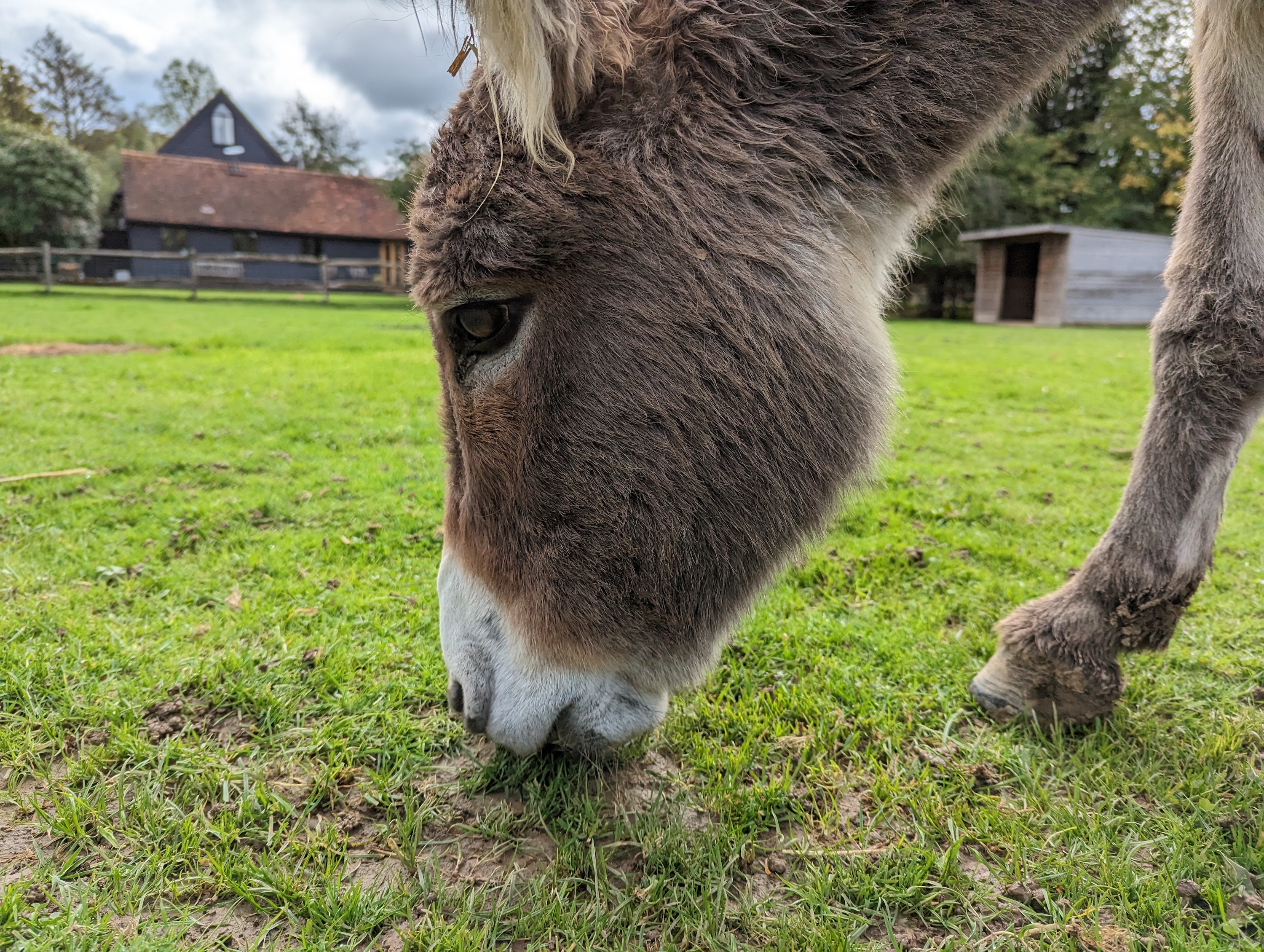 Main camera photo taken with the Google Pixel 7.