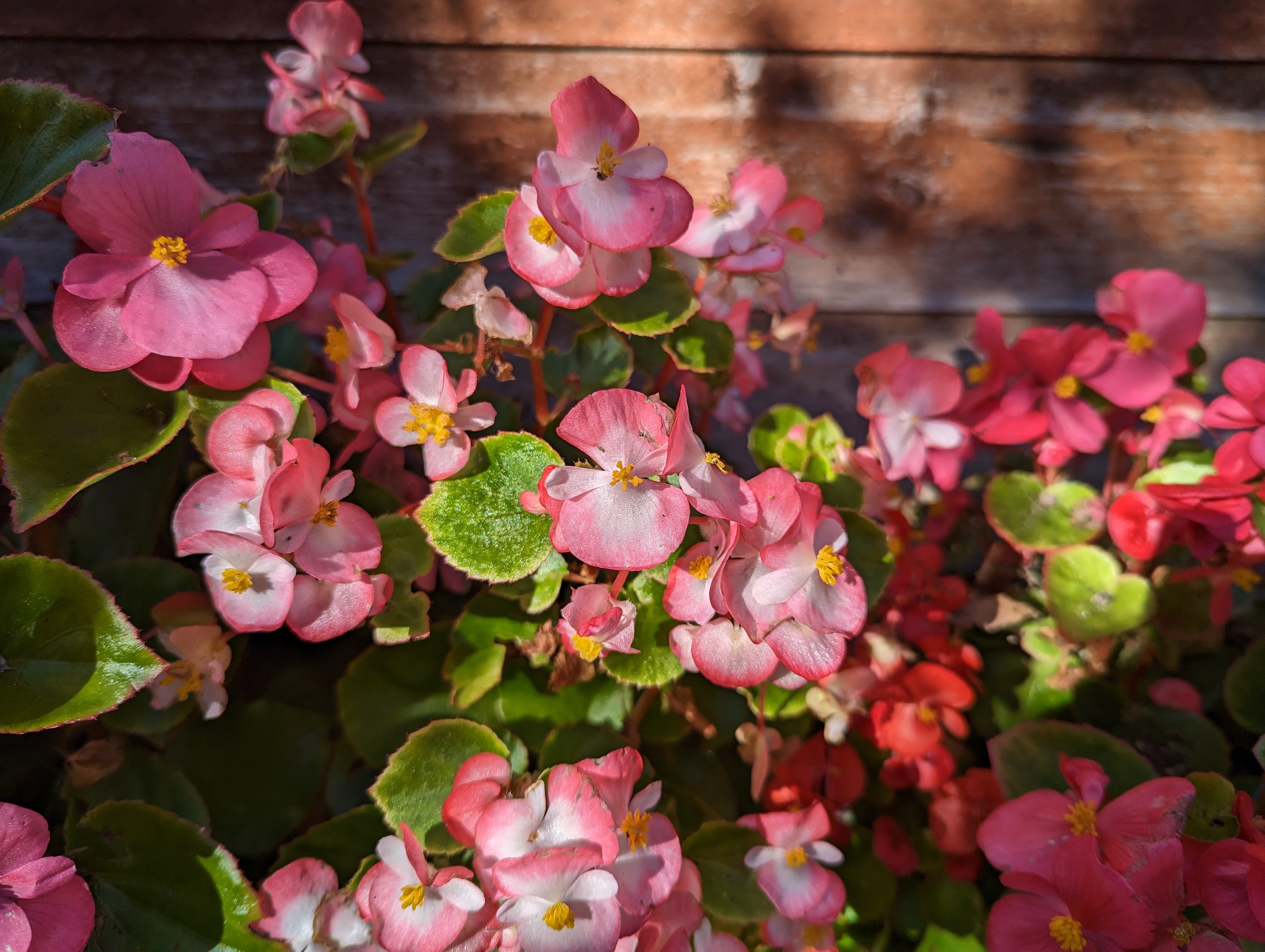 Main camera photo taken with the Google Pixel 7.