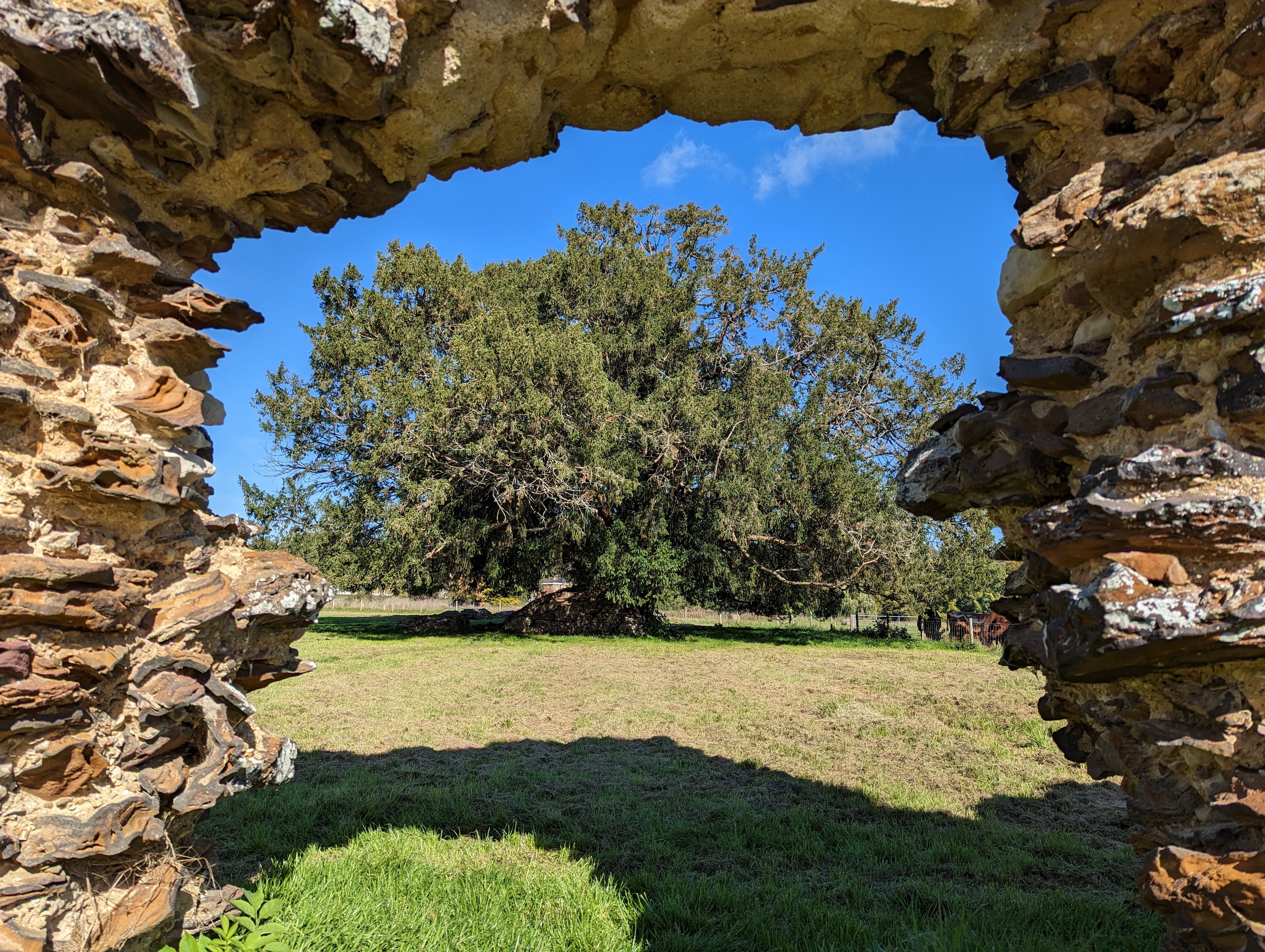 Main camera photo taken with the Google Pixel 7.