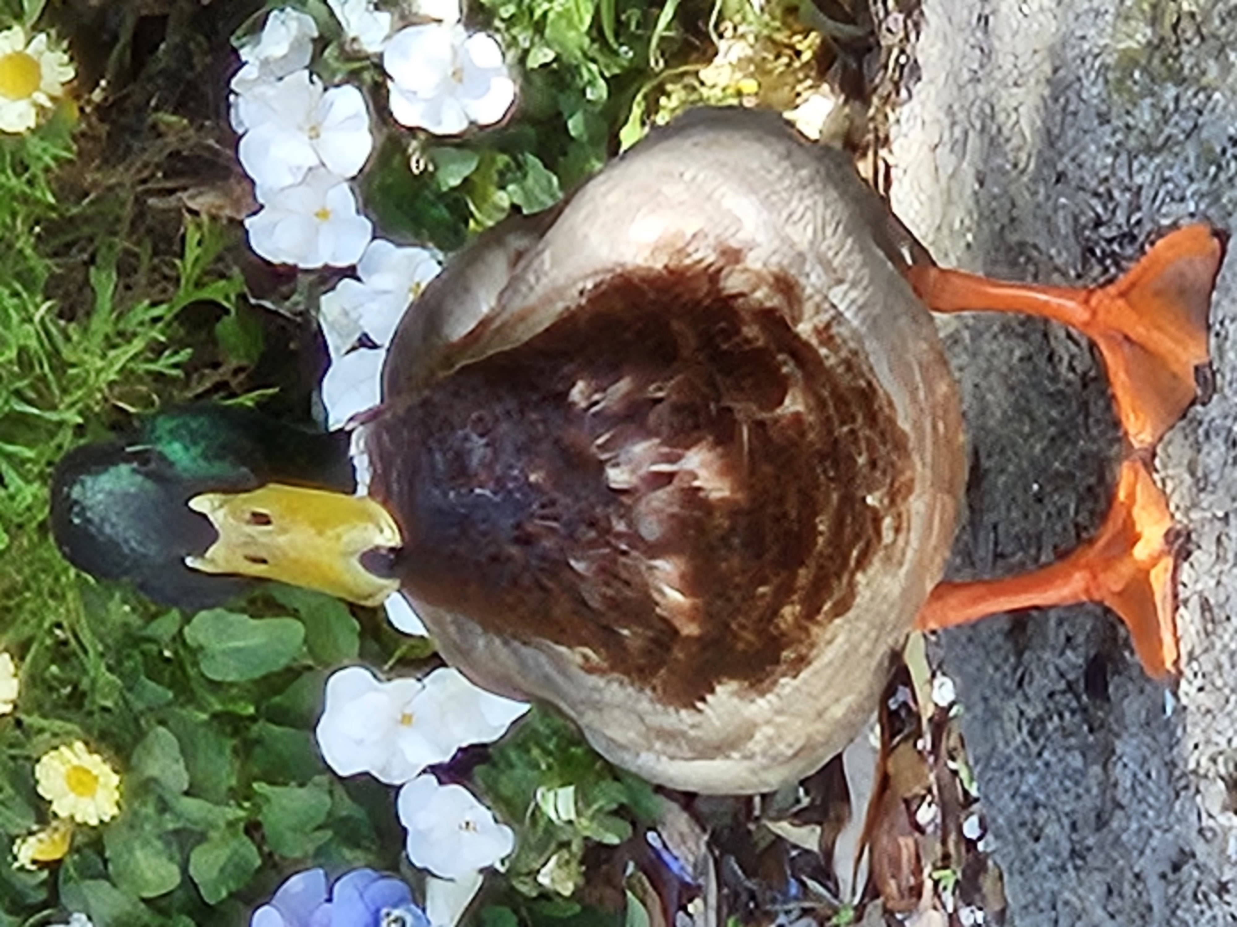 A 30X Space Zoom shot of a duck at Disneyland taken with a Samsung Galaxy S23